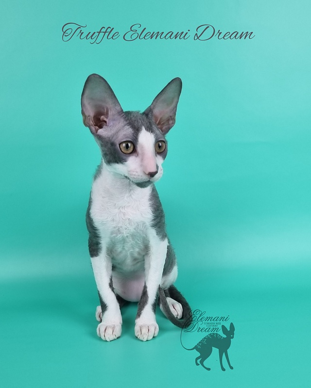 Truffle Elemani Dream - Kitten cornish rex 3 months 3 weeks