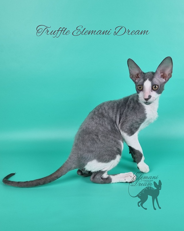 Truffle Elemani Dream - Kitten cornish rex 3 months 3 weeks