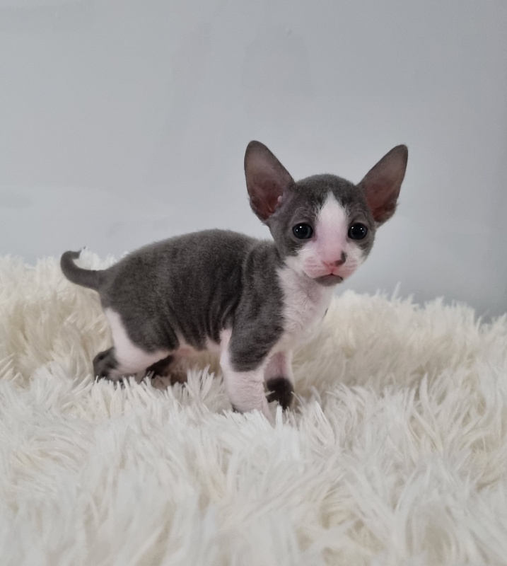 Truffle Elemani Dream - Kitten cornish rex 1 month