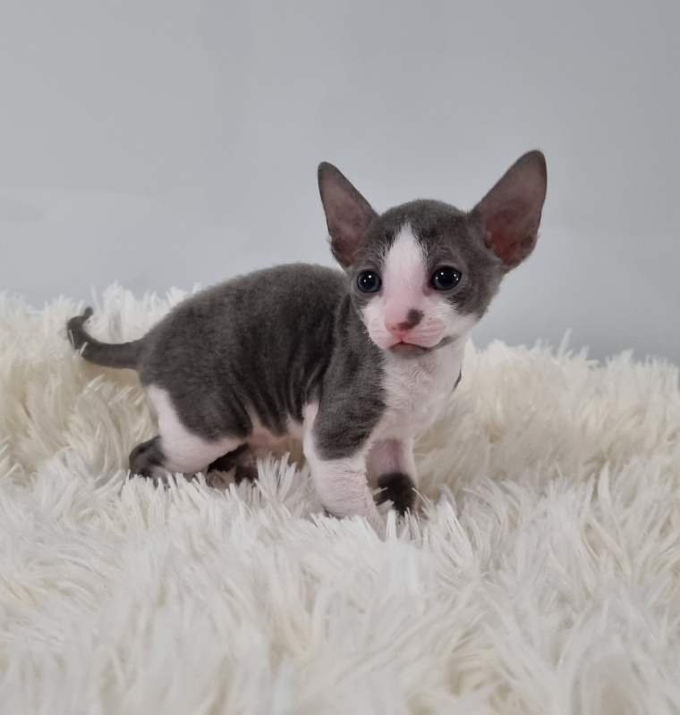 Truffle Elemani Dream - Kitten cornish rex 1 month