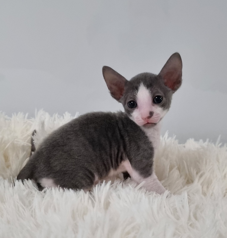 Truffle Elemani Dream - Kitten cornish rex 1 month