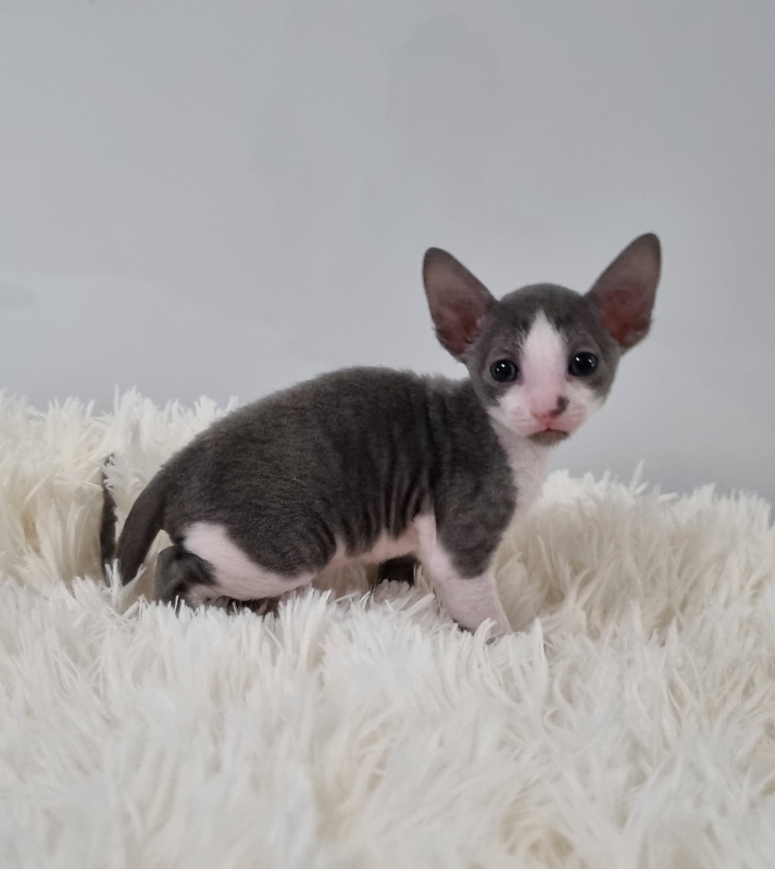 Truffle Elemani Dream - Kitten cornish rex 1 month