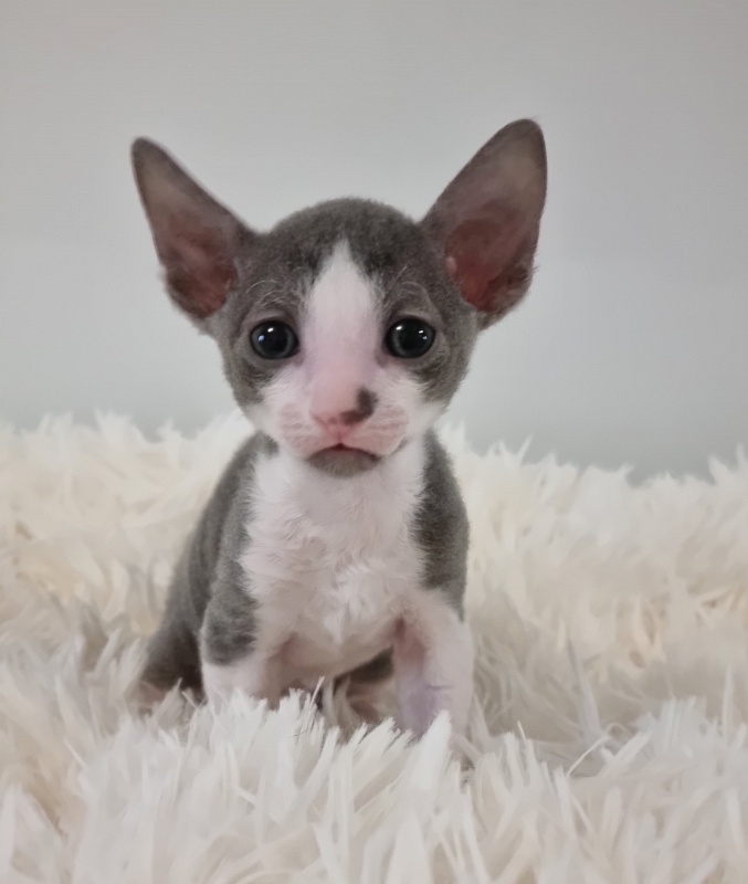 Truffle Elemani Dream - Kitten cornish rex 1 month