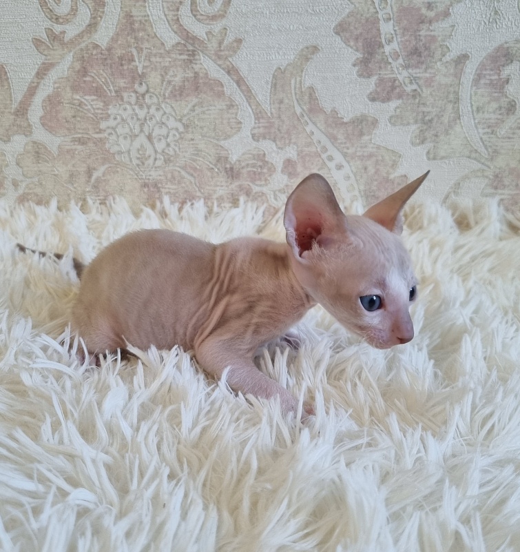 Umka Elemani Dream - Kitten cornish rex 4 weeks
