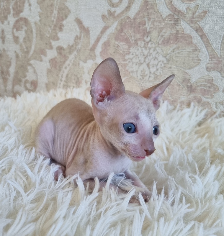 Umka Elemani Dream - Kitten cornish rex 4 weeks