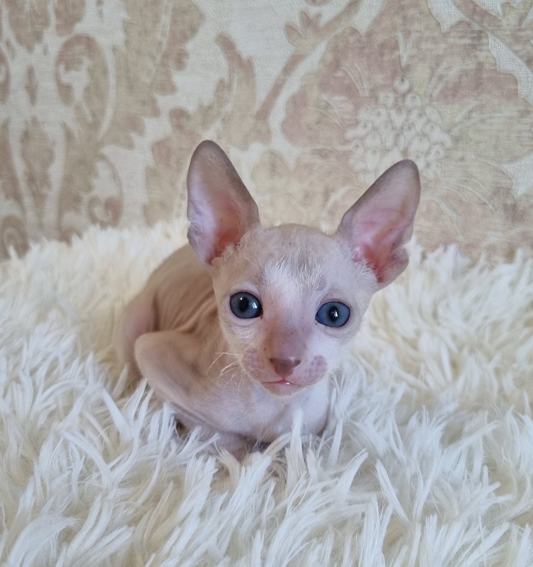 Umka Elemani Dream - Kitten cornish rex 4 weeks
