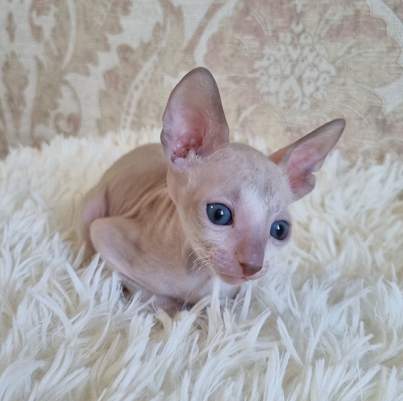 Umka Elemani Dream - Kitten cornish rex 4 weeks