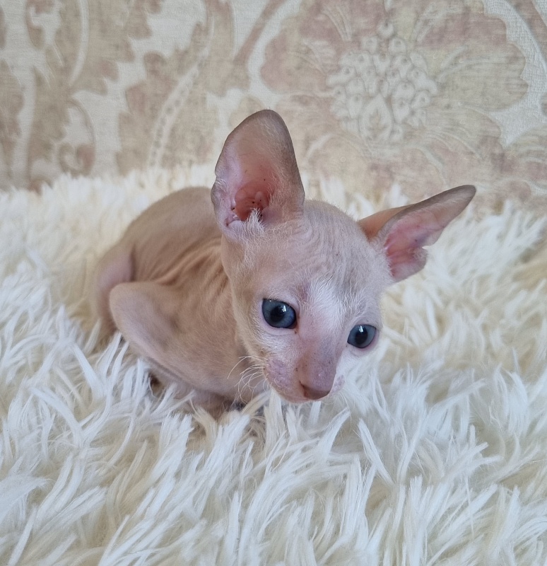 Umka Elemani Dream - Kitten cornish rex 4 weeks