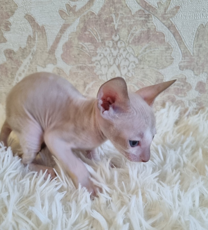 Umka Elemani Dream - Kitten cornish rex 4 weeks
