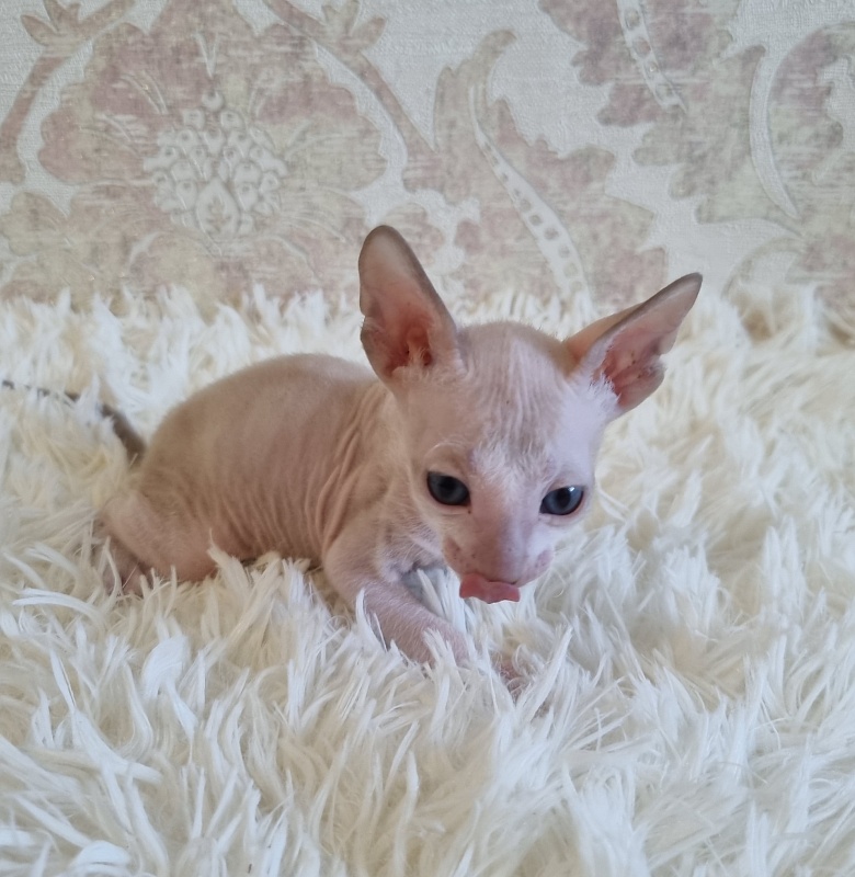 Umka Elemani Dream - Kitten cornish rex 4 weeks