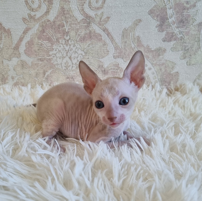Umka Elemani Dream - Kitten cornish rex 4 weeks