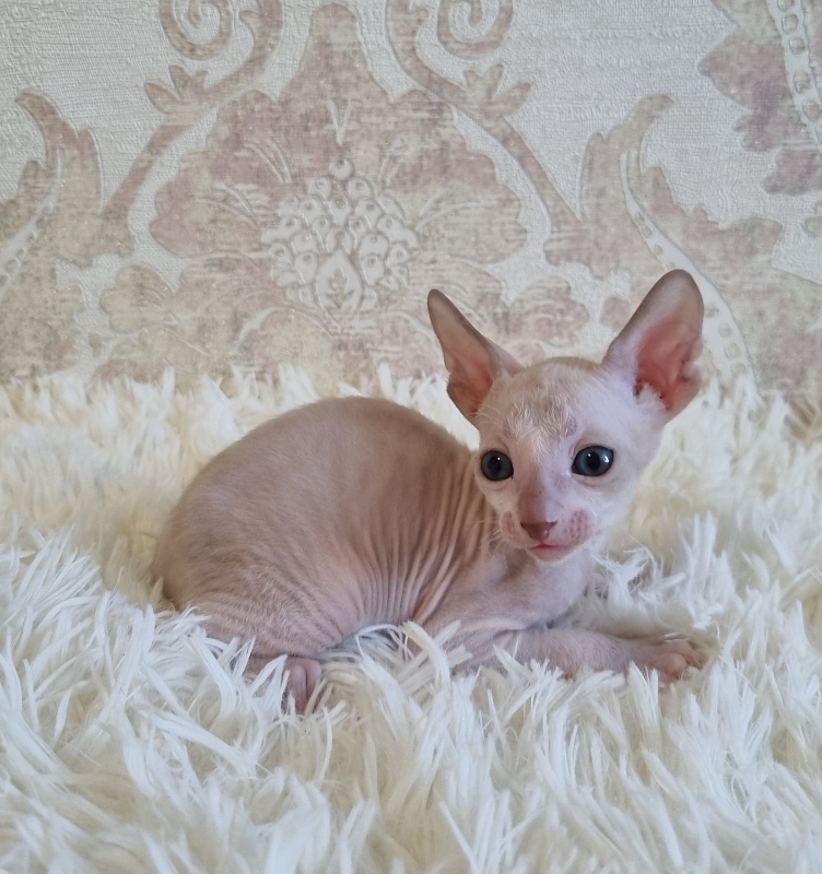 Umka Elemani Dream - Kitten cornish rex 4 weeks