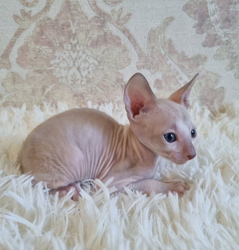 Umka Elemani Dream - Kitten cornish rex 4 weeks