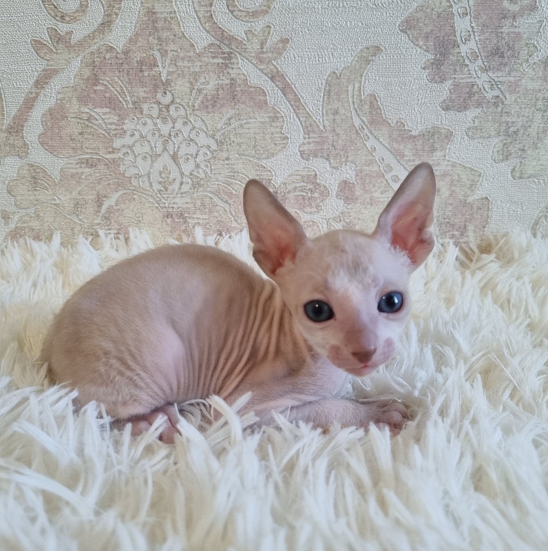 Umka Elemani Dream - Kitten cornish rex 4 weeks