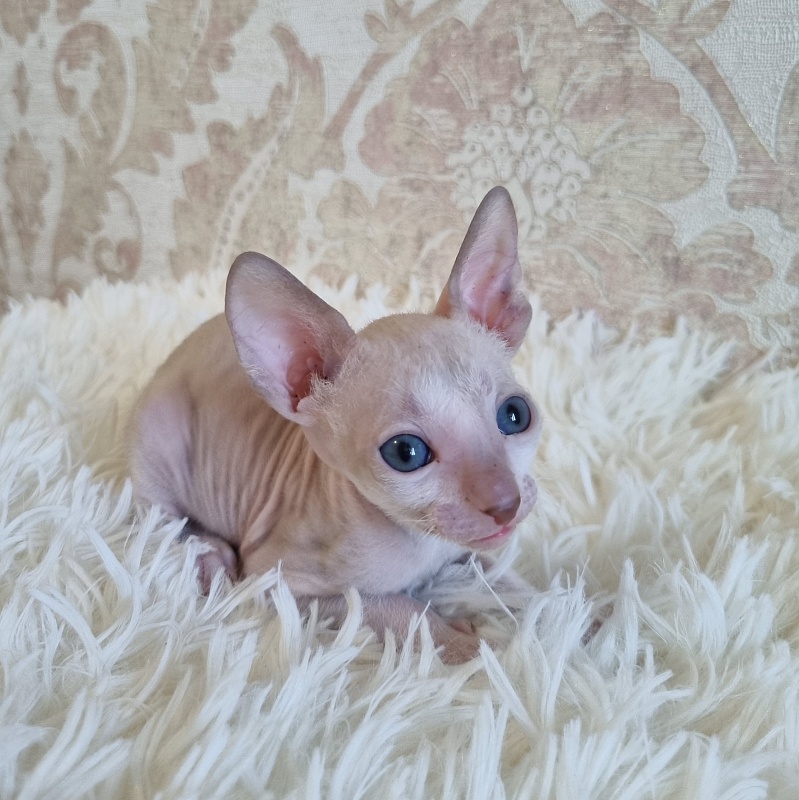Umka Elemani Dream - Kitten cornish rex 4 weeks