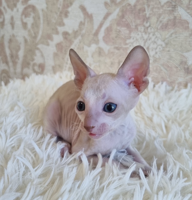 Umka Elemani Dream - Kitten cornish rex 4 weeks