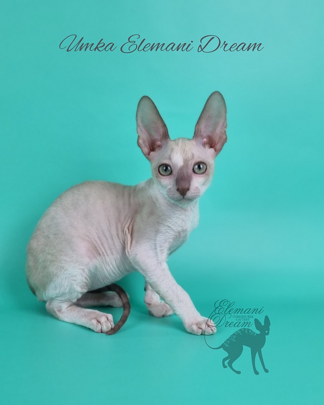 Umka Elemani Dream - Kitten cornish rex 2 months 1 week