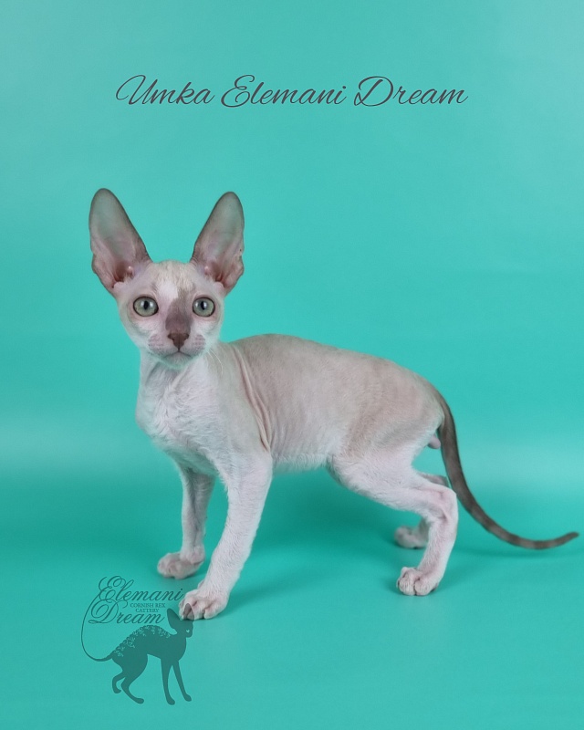 Umka Elemani Dream - Kitten cornish rex 2 months 1 week