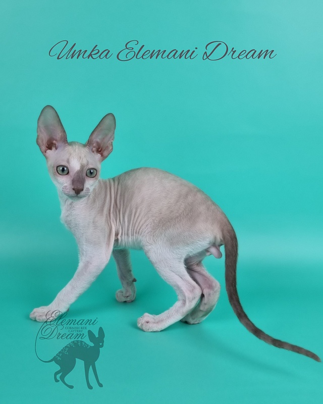 Umka Elemani Dream - Kitten cornish rex 2 months 1 week