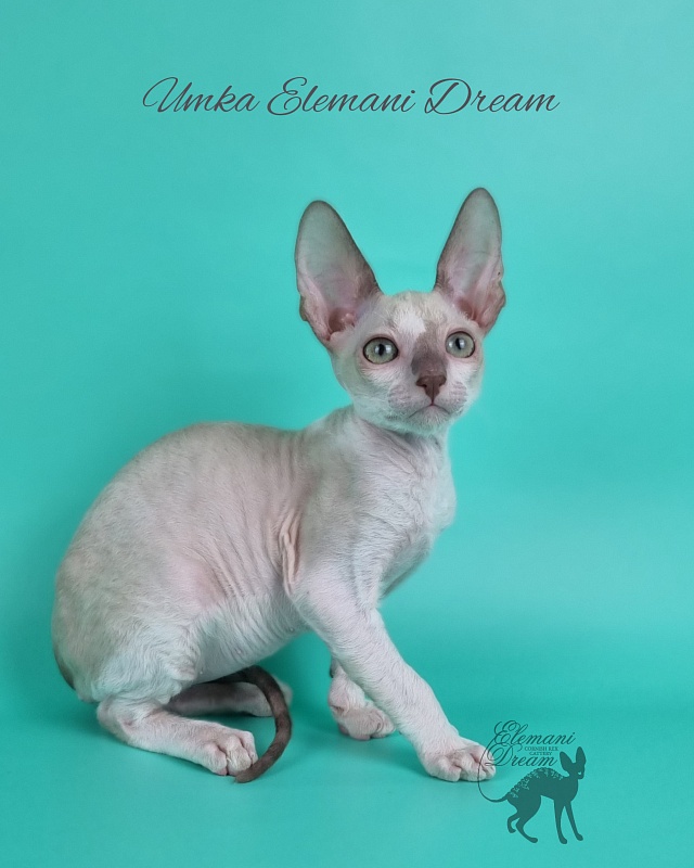Umka Elemani Dream - Kitten cornish rex 2 months 1 week