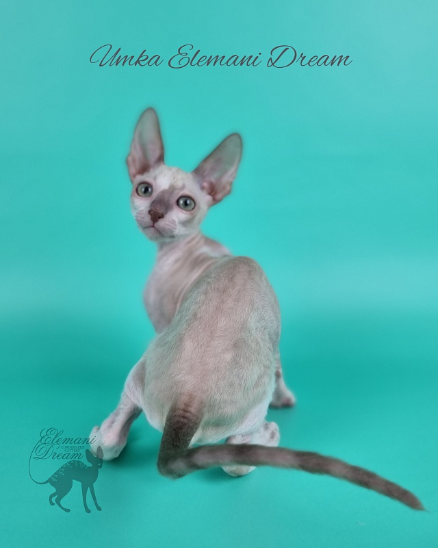 Umka Elemani Dream - Kitten cornish rex 2 months 1 week