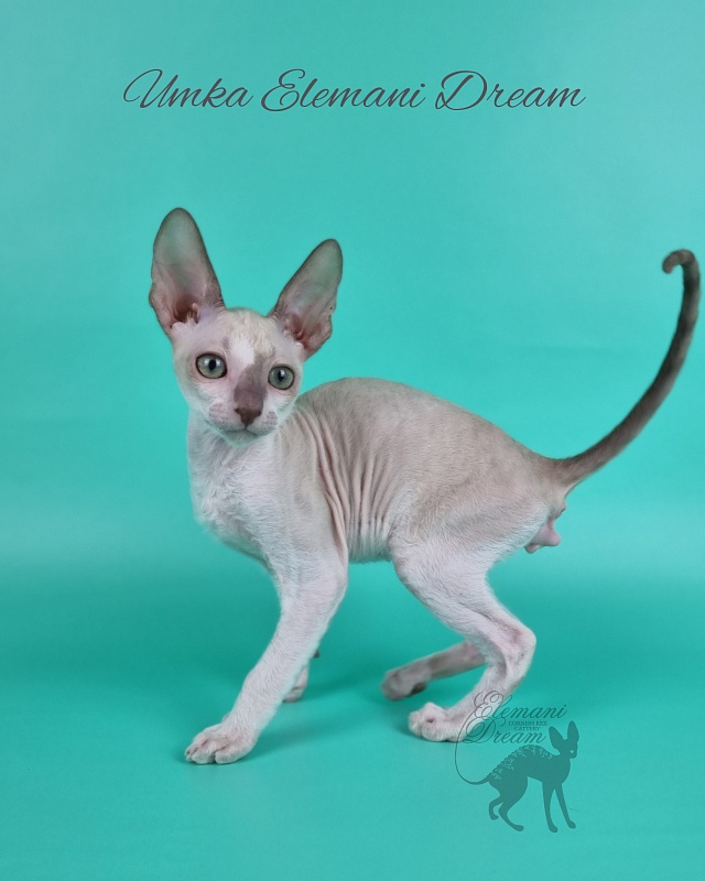 Umka Elemani Dream - Kitten cornish rex 2 months 1 week