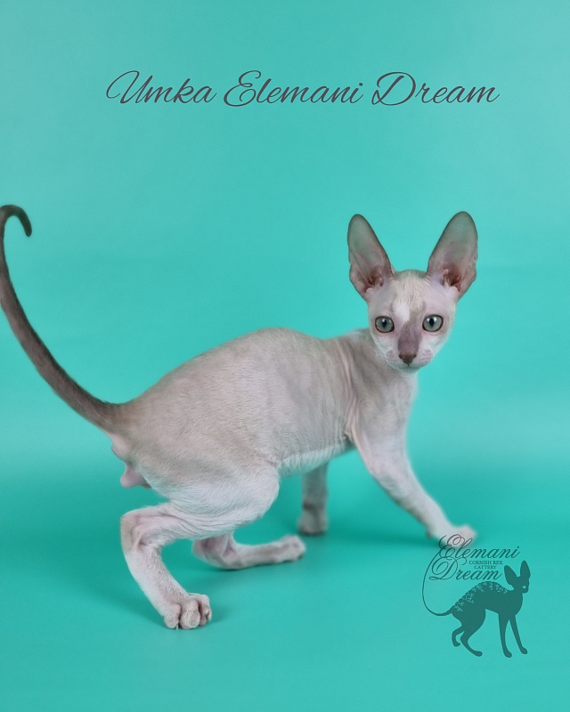 Umka Elemani Dream - Kitten cornish rex 2 months 1 week