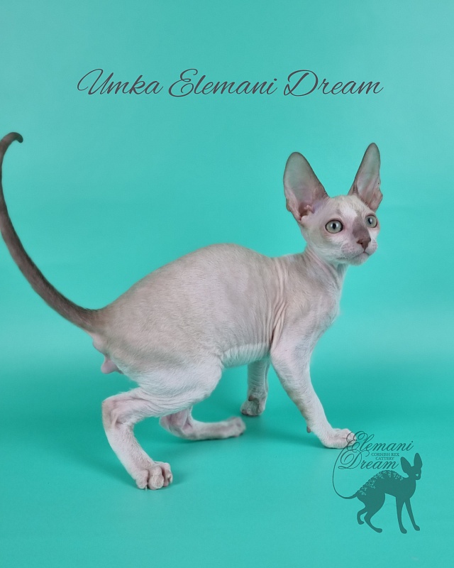 Umka Elemani Dream - Kitten cornish rex 2 months 1 week