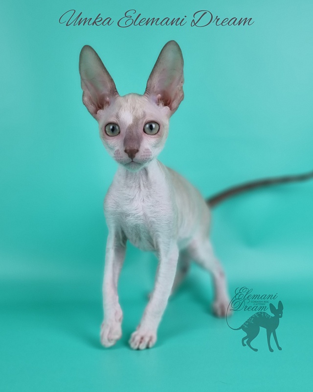 Umka Elemani Dream - Kitten cornish rex 2 months 1 week