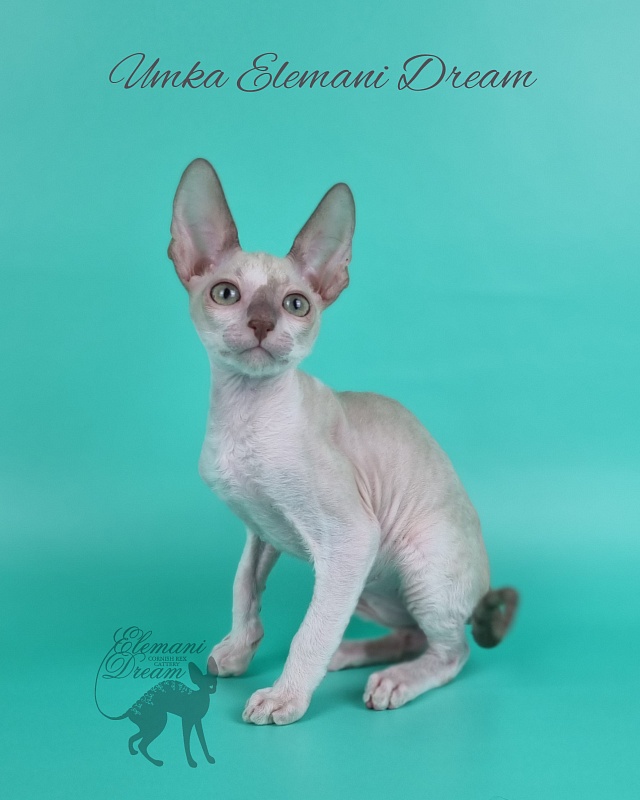 Umka Elemani Dream - Kitten cornish rex 2 months 1 week