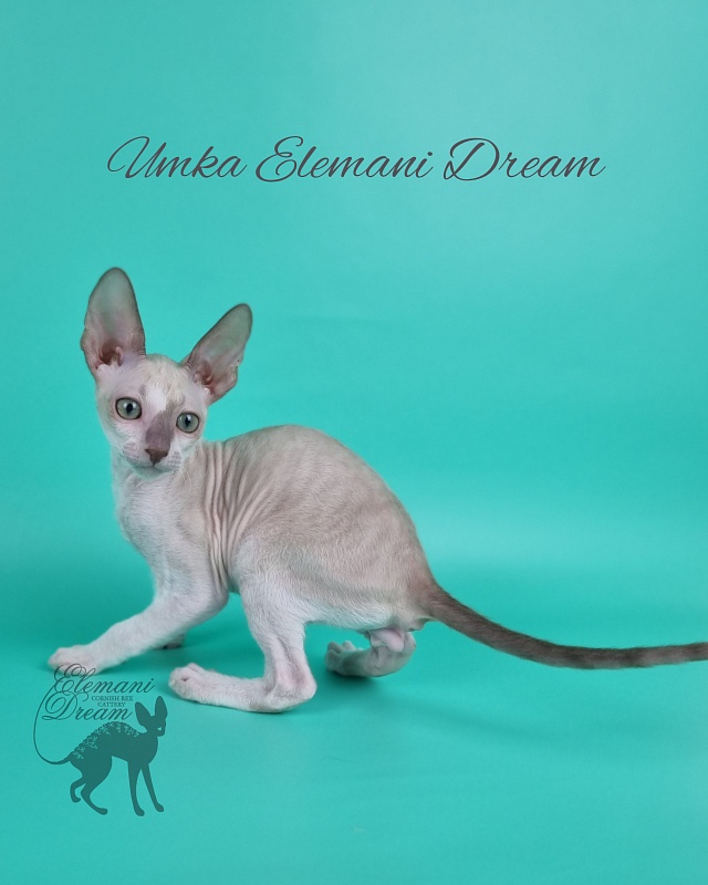 Umka Elemani Dream - Kitten cornish rex 2 months 1 week