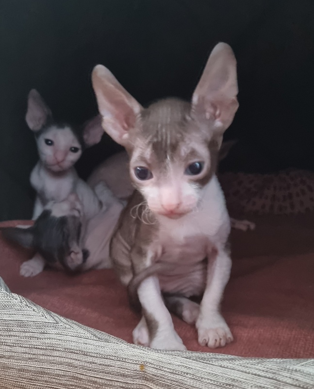 Ural Elemani Dream - Kitten cornish rex 4 weeks