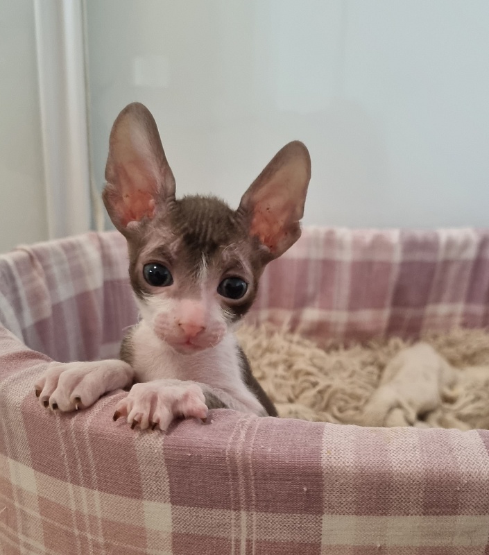 Ural Elemani Dream - Kitten cornish rex 1 month