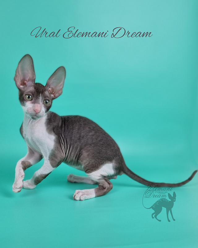 Ural Elemani Dream - Kitten cornish rex 2 months 1 week