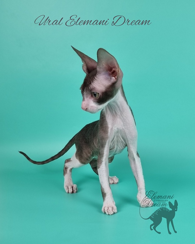 Ural Elemani Dream - Kitten cornish rex 2 months 1 week