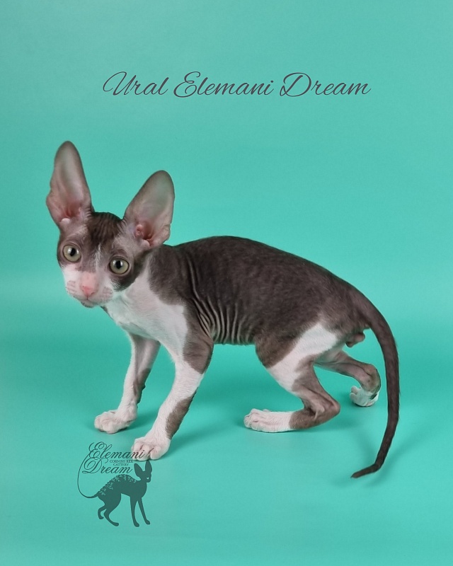 Ural Elemani Dream - Kitten cornish rex 2 months 1 week