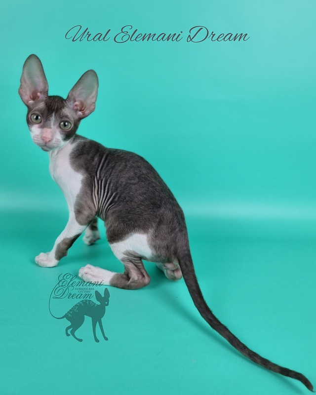 Ural Elemani Dream - Kitten cornish rex 2 months 1 week