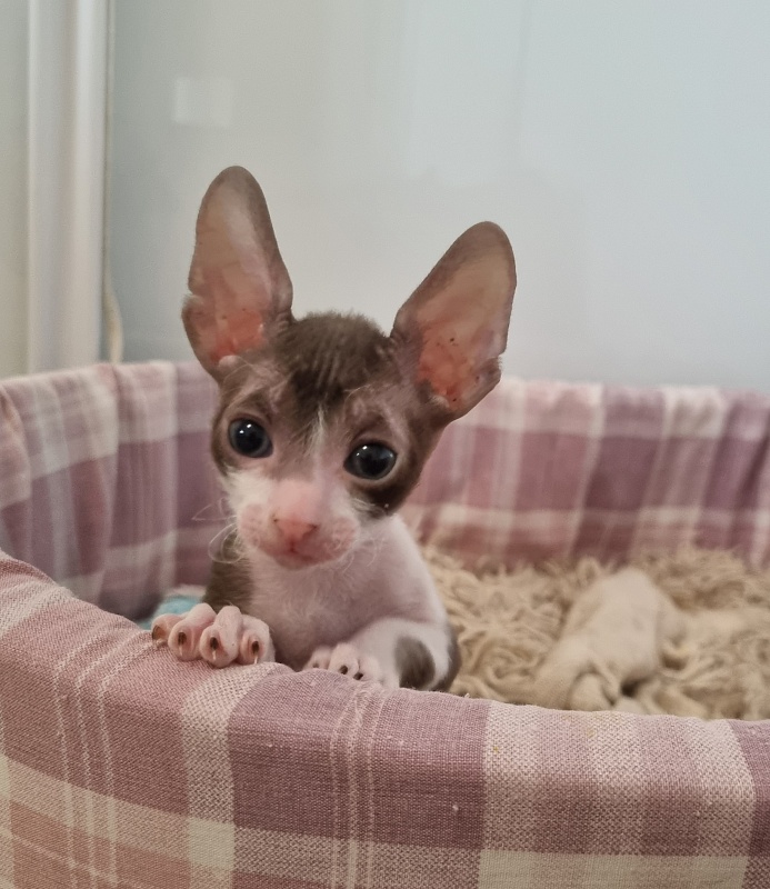 Ural Elemani Dream - Kitten cornish rex 1 month