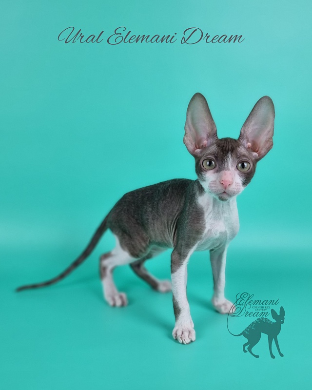 Ural Elemani Dream - Kitten cornish rex 2 months 1 week