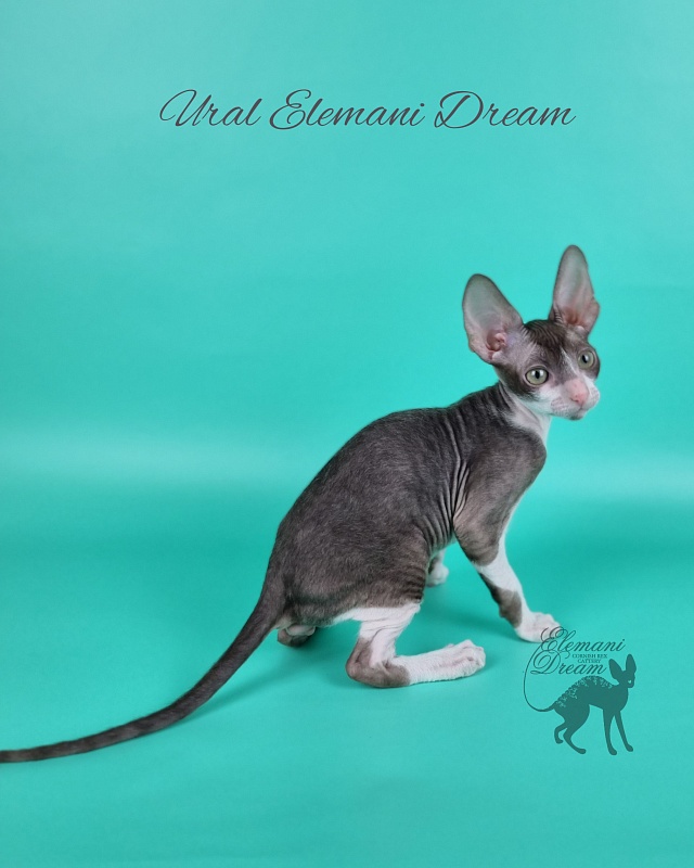 Ural Elemani Dream - Kitten cornish rex 2 months 1 week