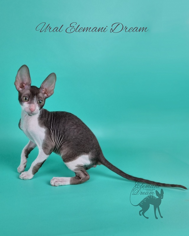 Ural Elemani Dream - Kitten cornish rex 2 months 1 week