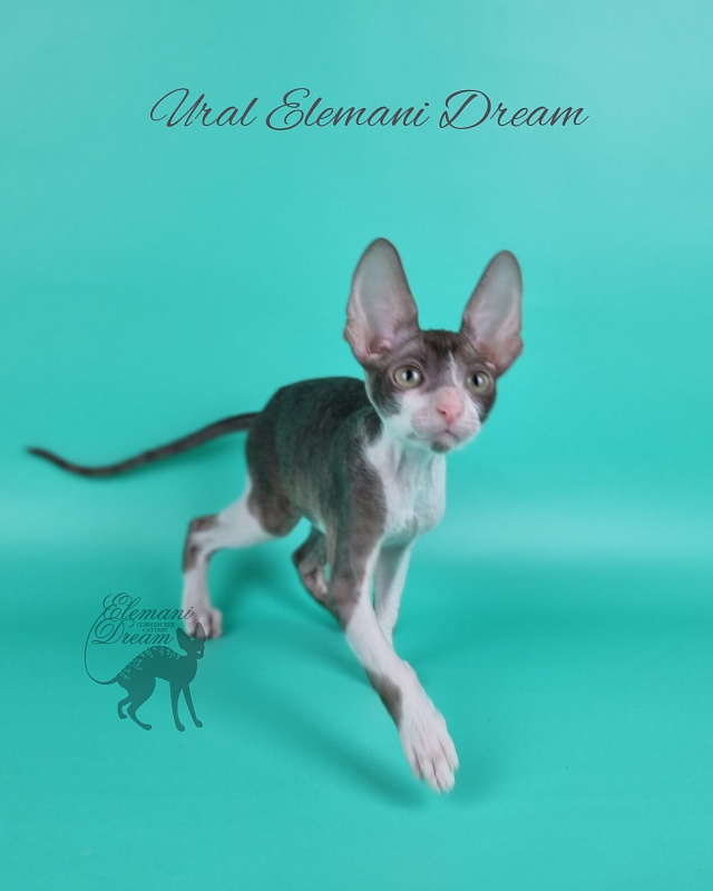 Ural Elemani Dream - Kitten cornish rex 2 months 1 week