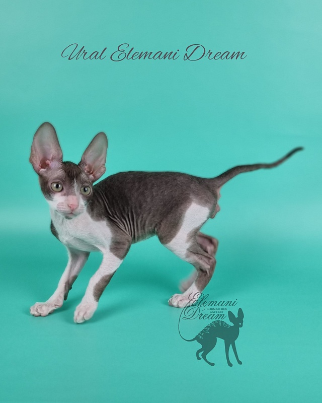 Ural Elemani Dream - Kitten cornish rex 2 months 1 week