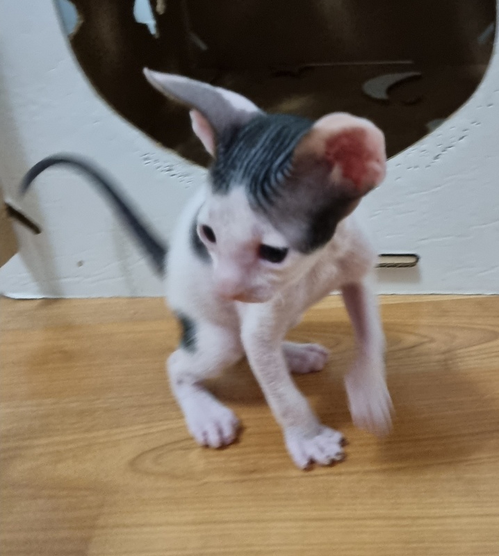 Uslada Elemani Dream - Kitten cornish rex 4 weeks