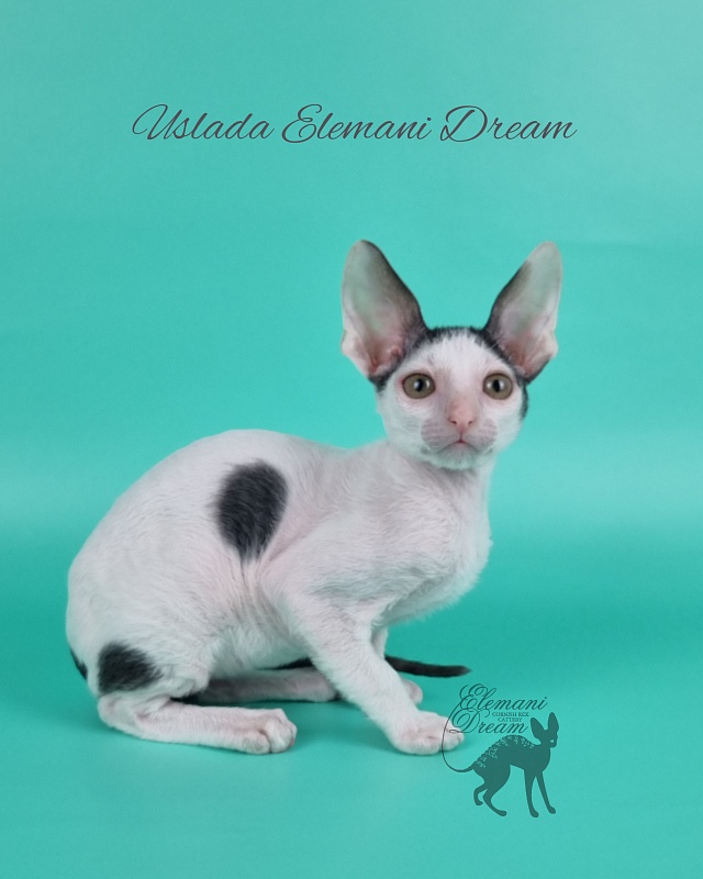 Uslada Elemani Dream - Kitten cornish rex 2 months 1 week