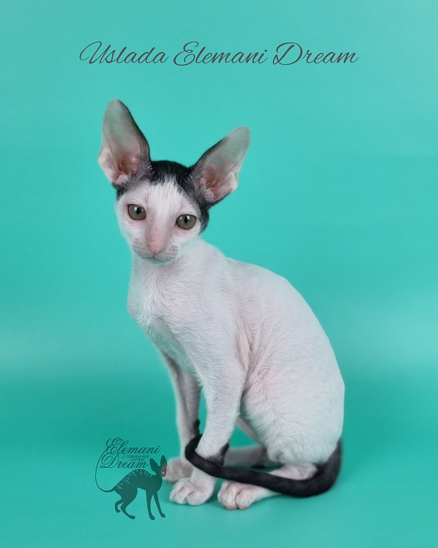 Uslada Elemani Dream - Kitten cornish rex 2 months 1 week
