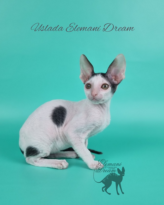 Uslada Elemani Dream - Kitten cornish rex 2 months 1 week