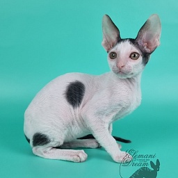 Uslada Elemani Dream