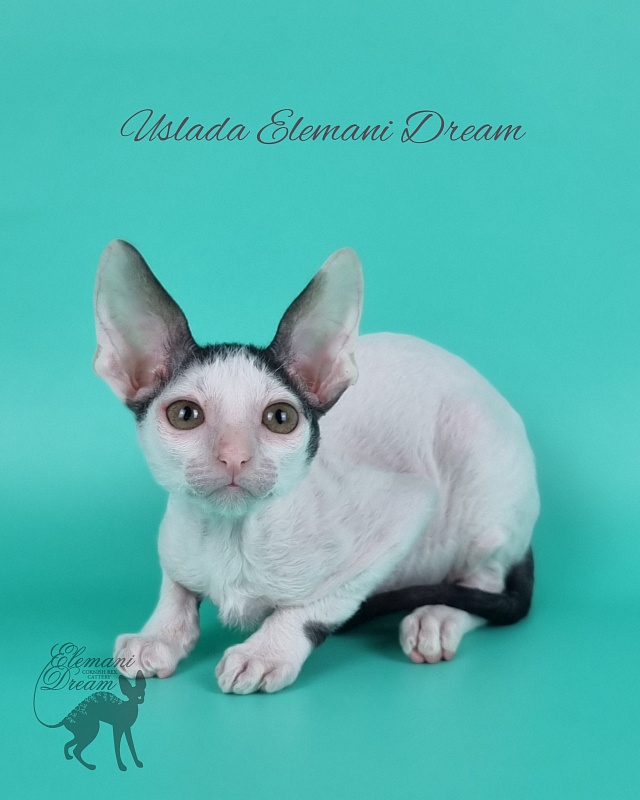 Uslada Elemani Dream - Kitten cornish rex 2 months 1 week