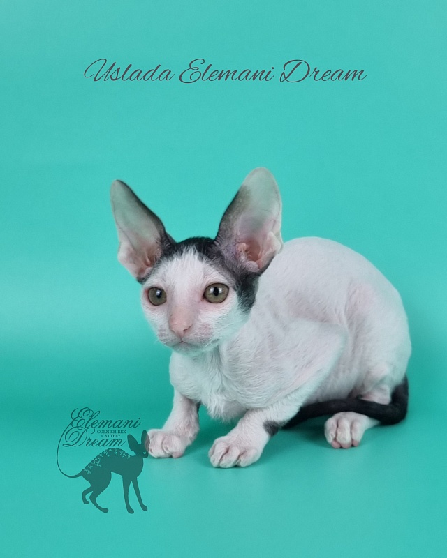 Uslada Elemani Dream - Kitten cornish rex 2 months 1 week